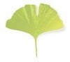 Ginkgo Acupuncture, LLC