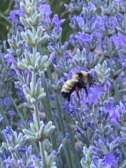 Pollywog Station Lavender Farm