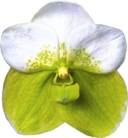 Palmer Orchids