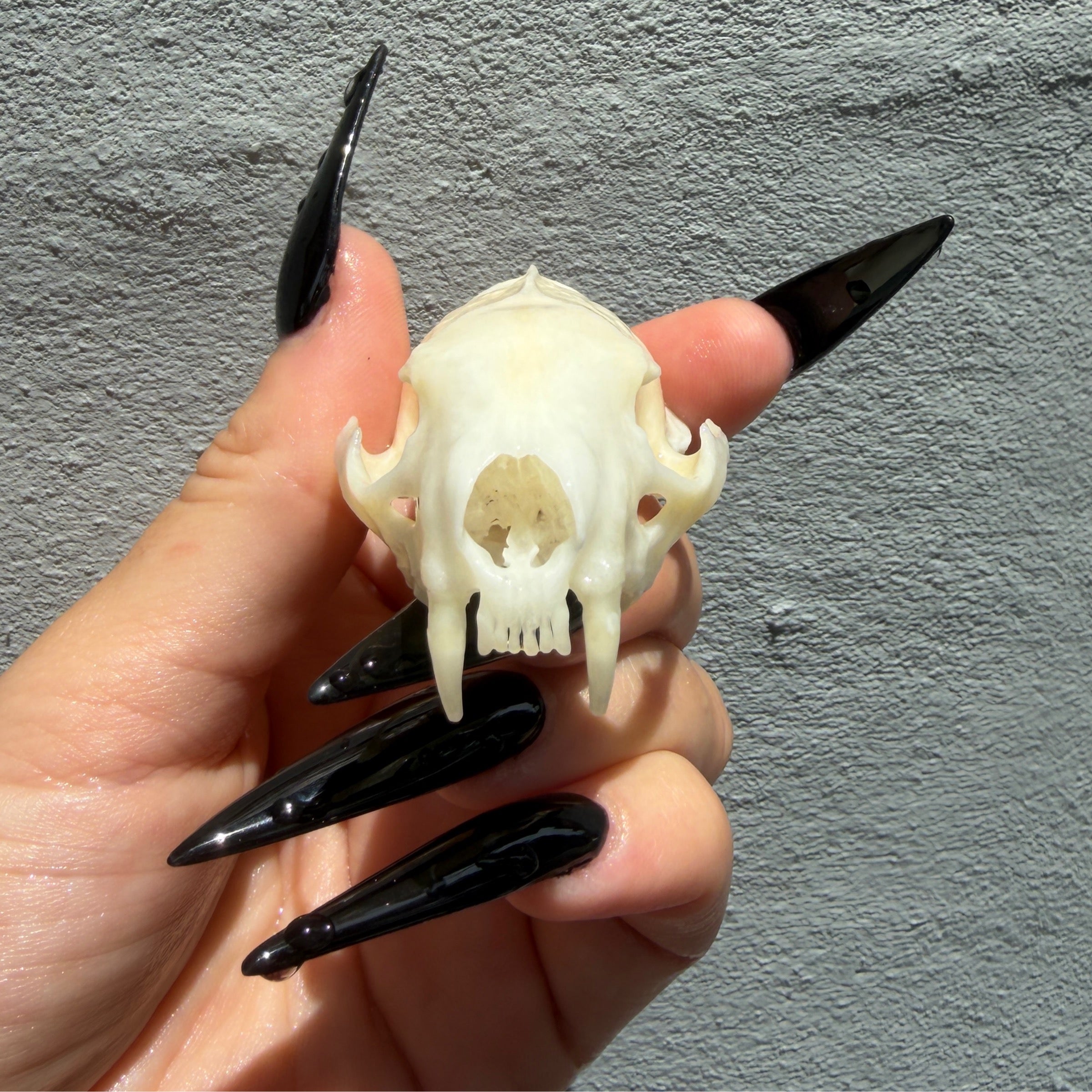 Mouthy Oddities