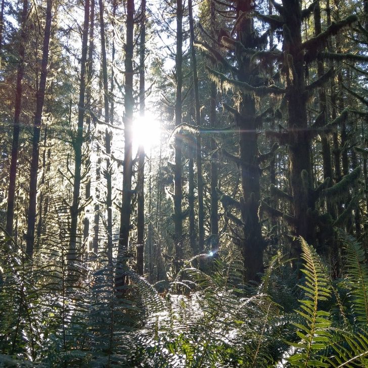 Lisa Howe, LMT, PLLC