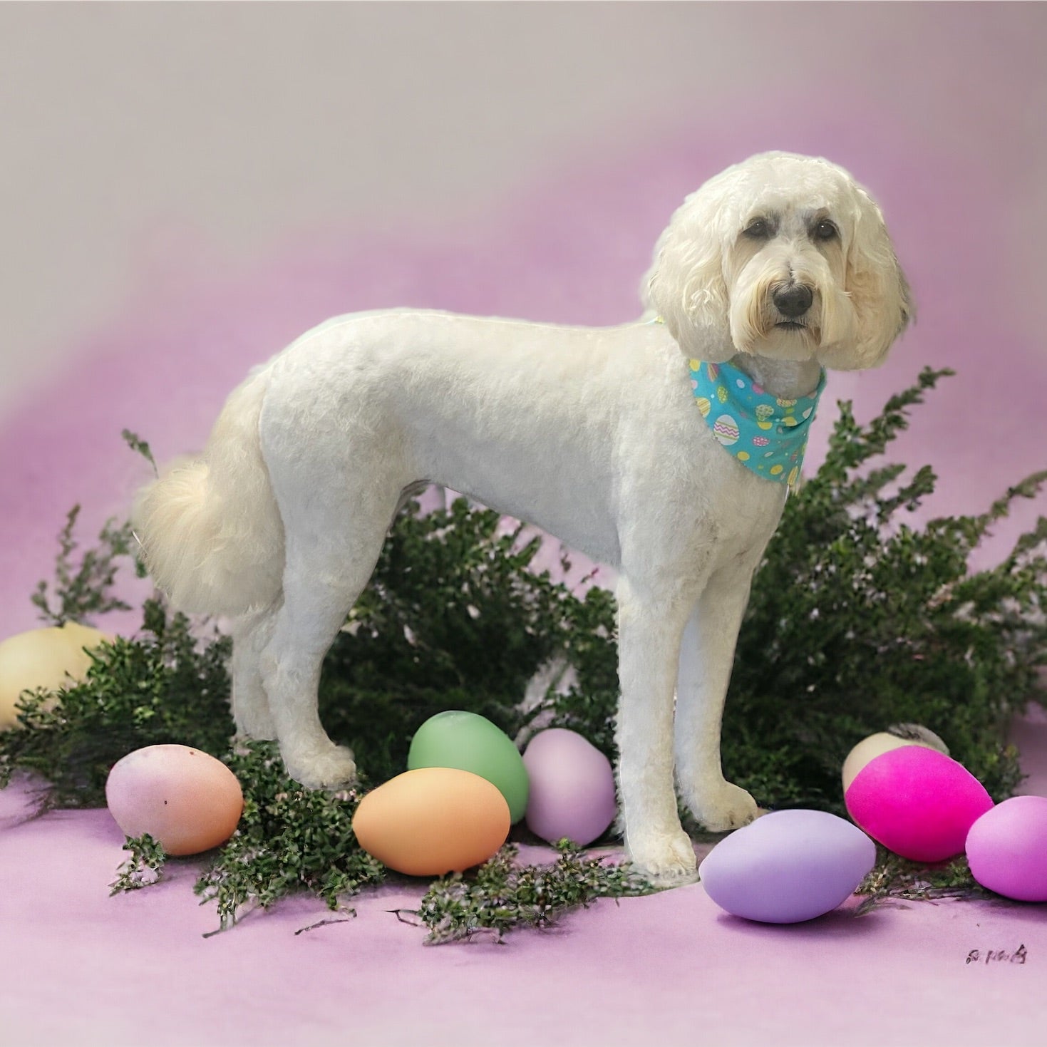 Pet Grooming by Andrea