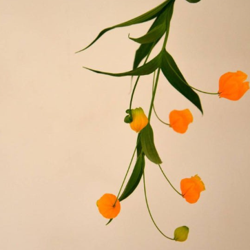Flor de Naranja