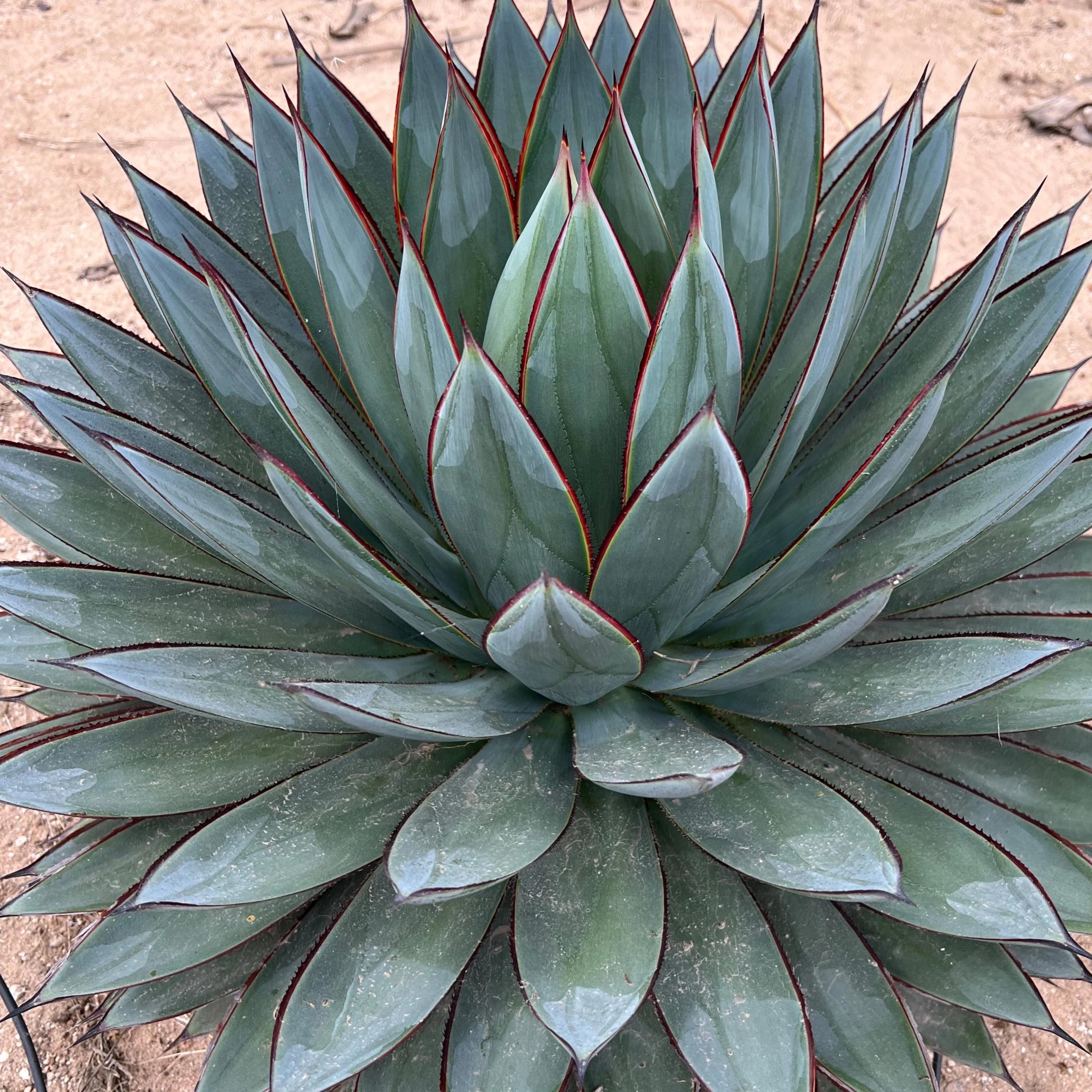 Cloverdale Home & Garden