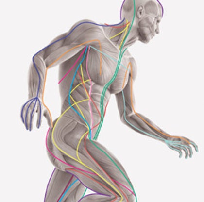 Restore Muscle Therapy