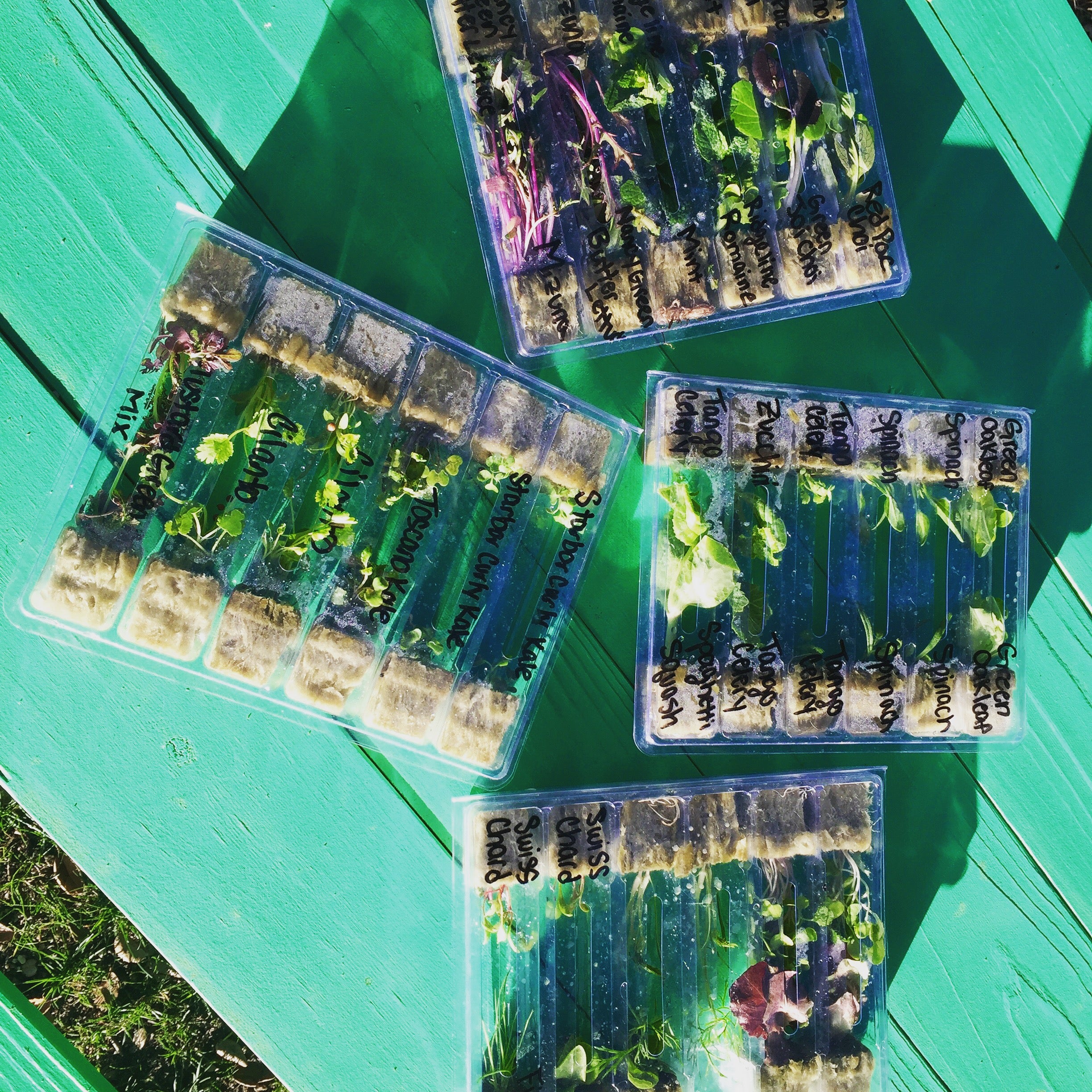 SBTG Seedlings
