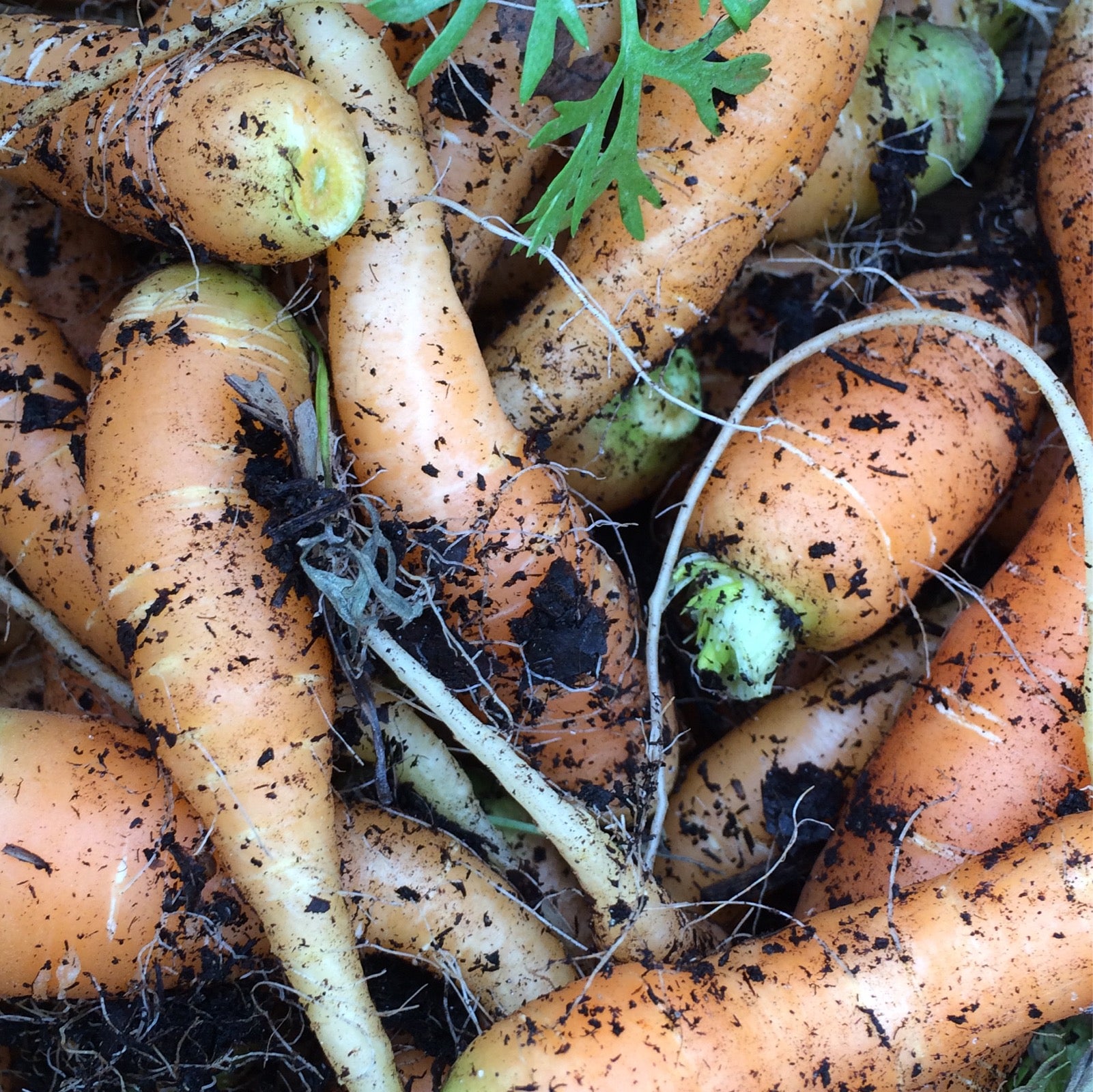 The Potato Homestead LLC