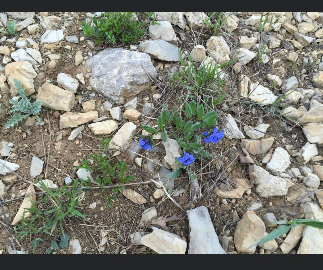 Living Stones Health