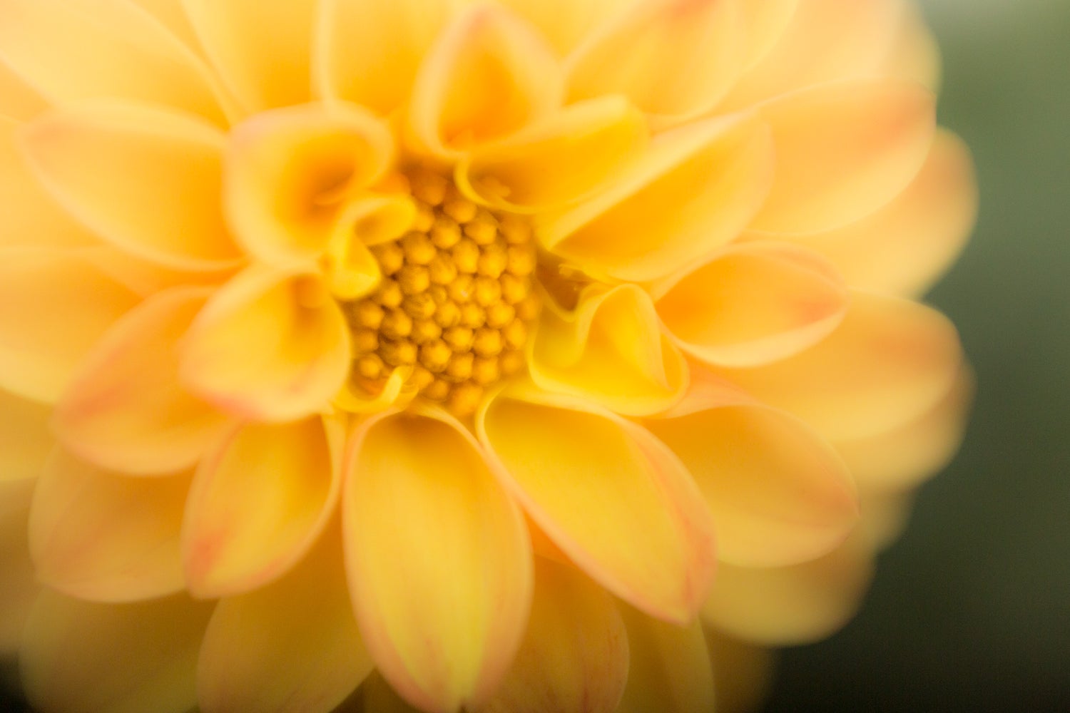 Susanna Euston Photography