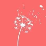 A Dandelion Wish