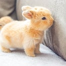 Blue Clover Rabbitry LLC