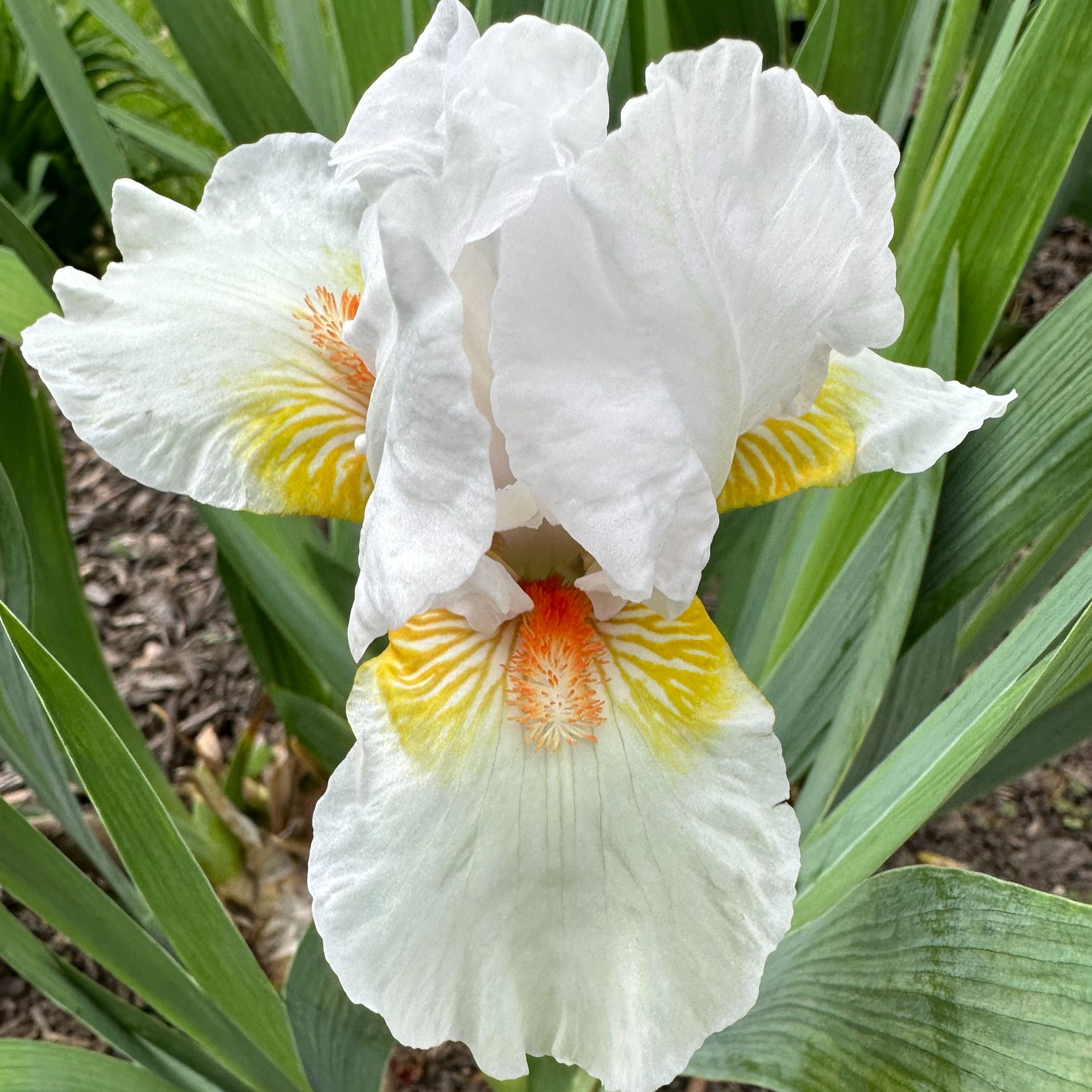 Stephanie's Iris Garden