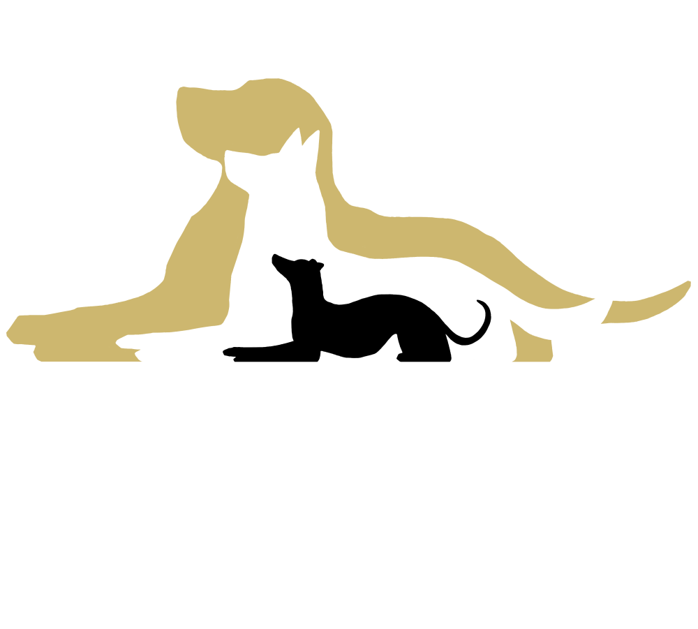 Dedication Dog Training