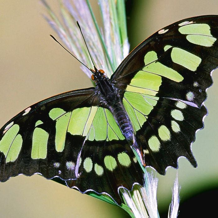 Radiance Coaching LLC