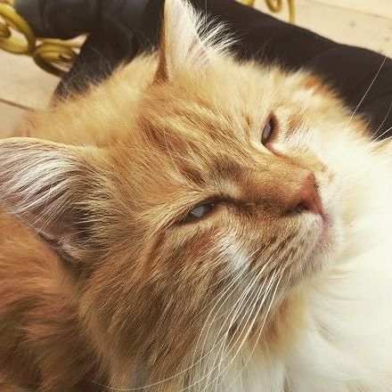 The Cats Meow antiques and collectibles