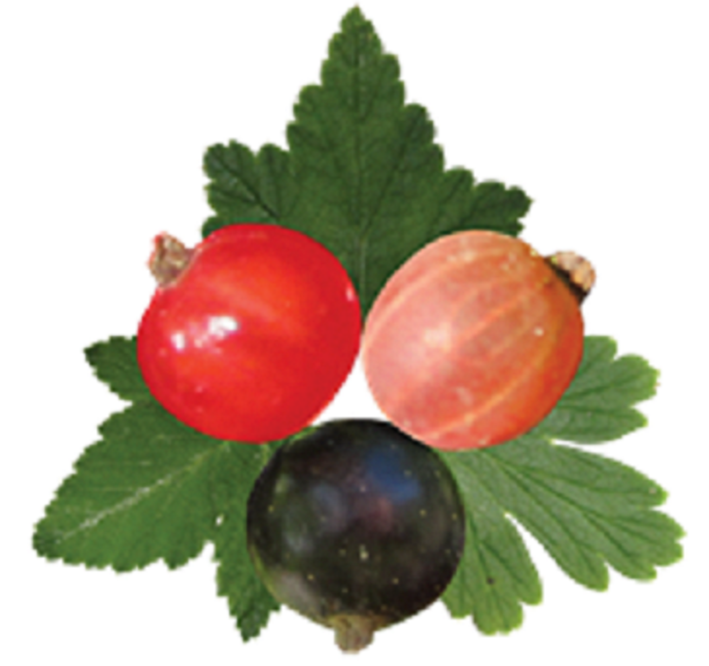 Coon's Berry Farm LLC