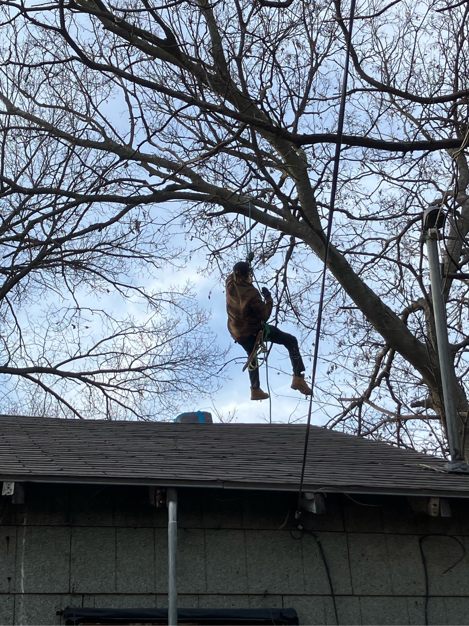 Woodys lawn and Tree