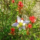 Mountain Meadow Massage Therapy