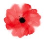 Peculiar Poppy LLC