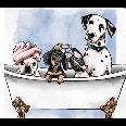 Pampered Paws