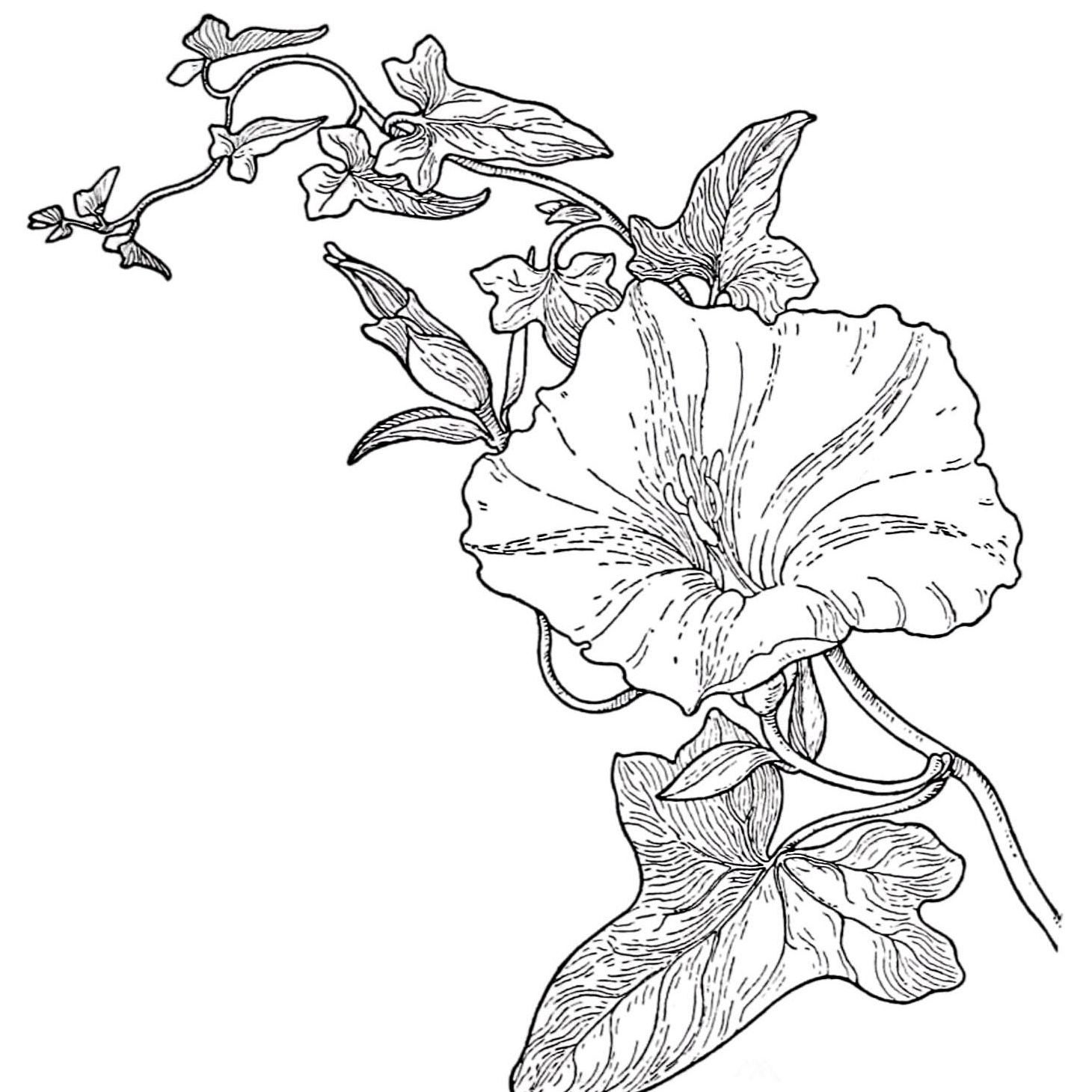 Morning Glorious Vintage