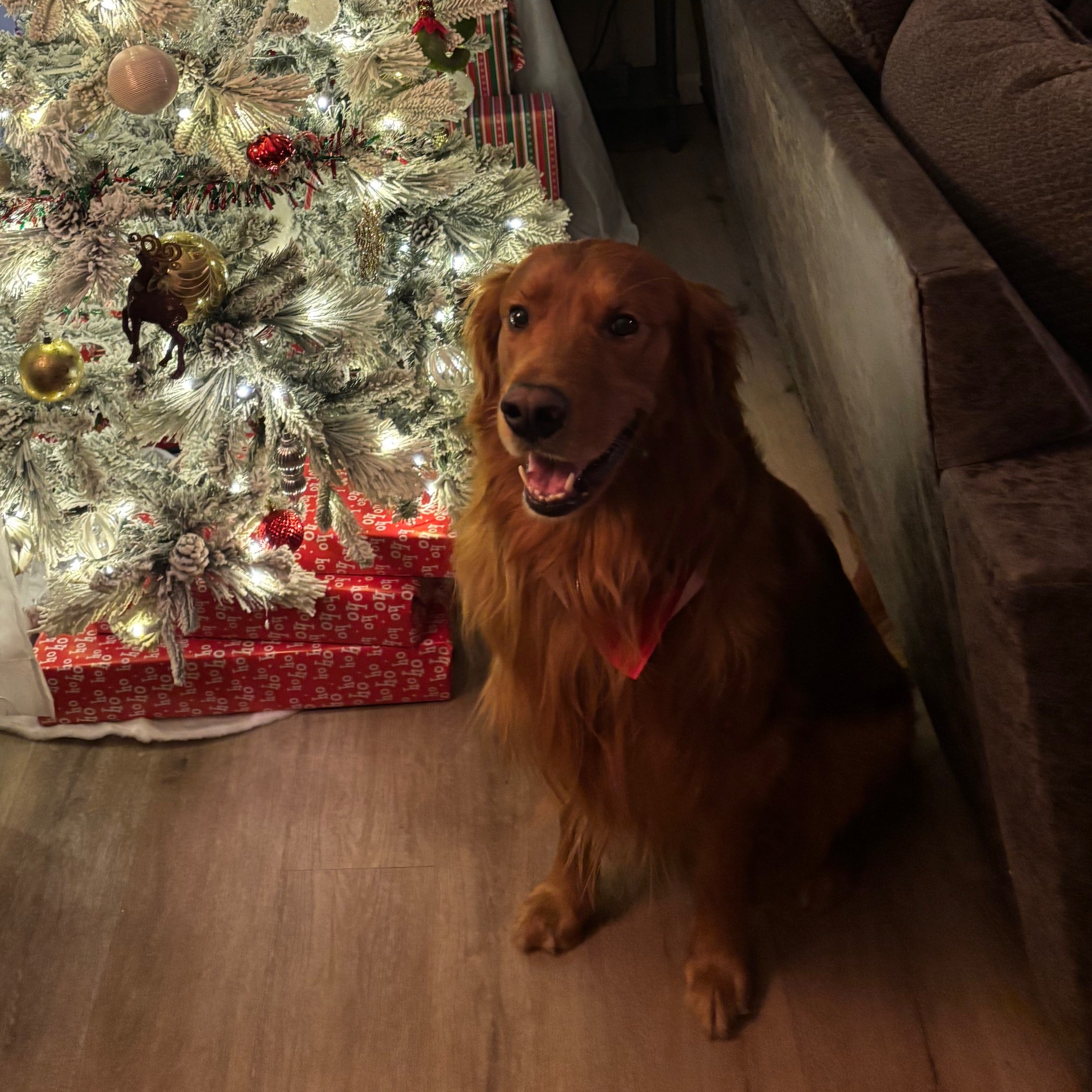 4Perfect pawz pet services ltd