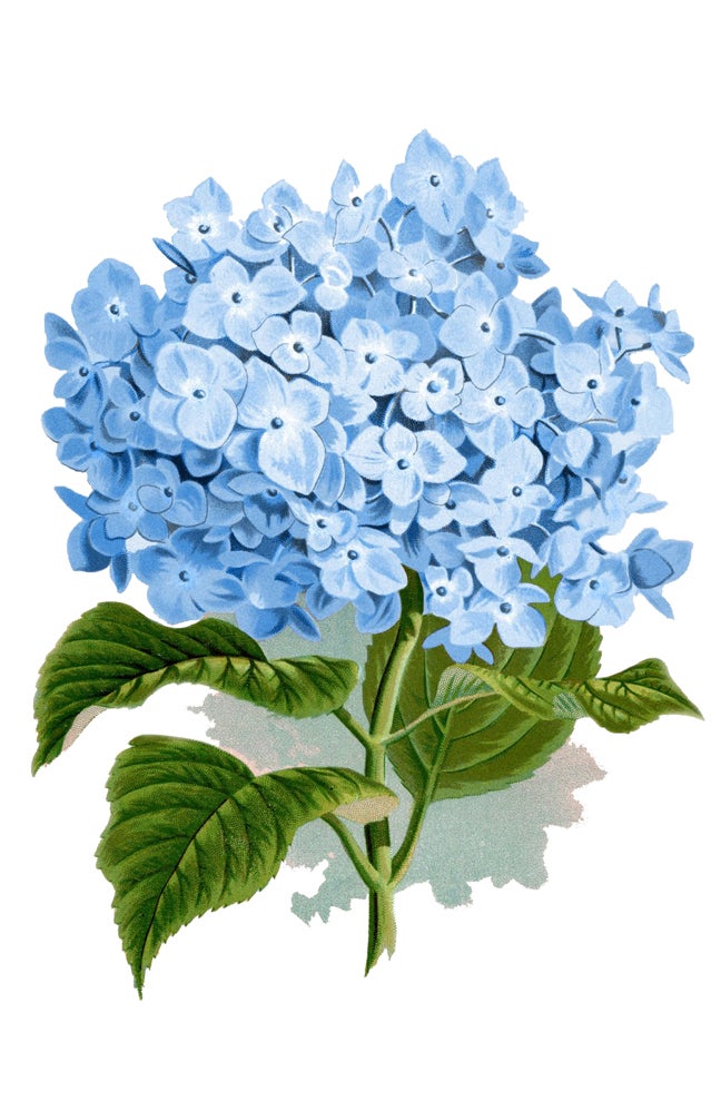 The Blue Hydrangea Spa LLC